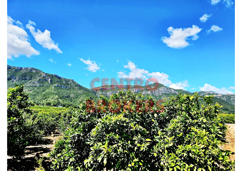 Sad pomarańczowy z widokiem na morze i góry, Walencja